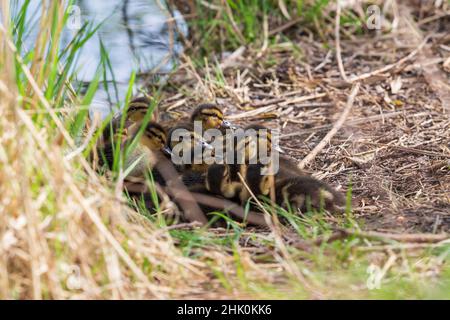 Mallard Enten jung sitzen in einem Ball im Gras am Teich. Foto der wilden Natur. Stockfoto