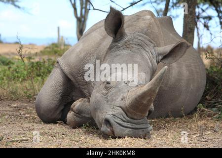 Weiße Nashorn, schlafen im Schatten, Kenia, Afrika Stockfoto