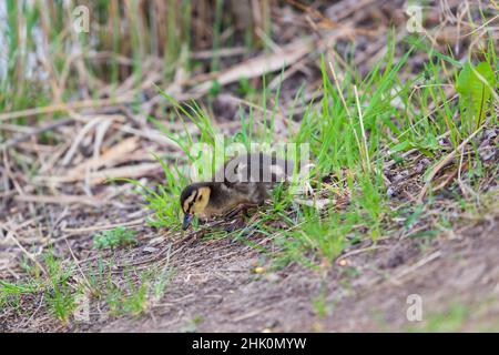 Ein Stockenten-Entenjunges geht im Gras am Teich vorbei. Foto der wilden Natur. Stockfoto