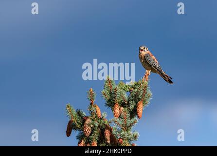 Porträt eines amerikanischen Kestrels, der auf einem mit Kiefernzapfen gefüllten Fichtenbaum aufruft, eingerahmt von einem ominösen, aber wunderschön wechselnden Himmel. Stockfoto