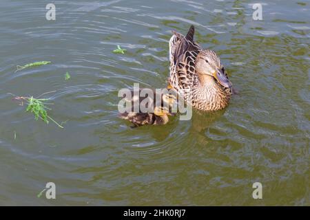 Die Ente schwimmt auf dem Teich und es gibt kleine Enten um ihn herum. Foto der wilden Natur. Stockfoto