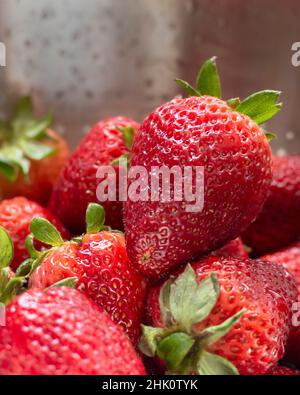 Nahaufnahme von Erdbeeren im Abguss. Erdbeeren werden nach dem Waschen nass. Stockfoto