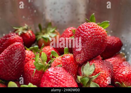 Nahaufnahme von Erdbeeren im Abguss. Erdbeeren werden nach dem Waschen nass. Stockfoto