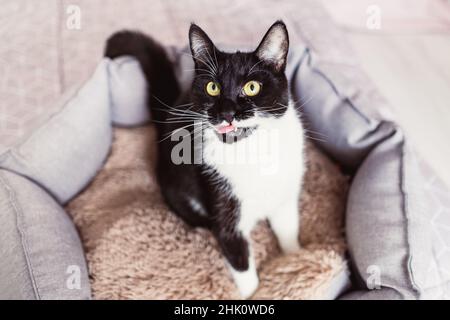 Wunderschöne junge schwarz-weiße Katze von ungewöhnlicher Farbe, die aufschaut, seine Lippen leckt, im Tierbett sitzt, Draufsicht. Schwarzes Kätzchen mit weißen Schnurrhaaren. Eco Stockfoto