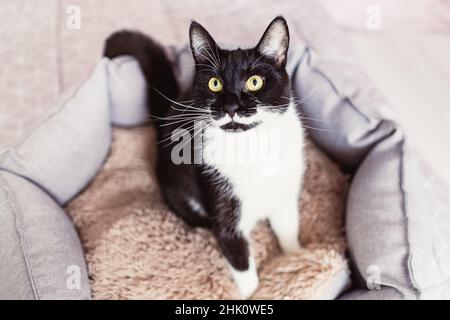 Gesunde junge schwarz-weiße Katze mit ungewöhnlicher Farbe, die auf die Kamera schaut, während sie im Tierbett sitzt, Draufsicht. Umweltfreundliche Produkte für Haustiere. Schwarzes Kätzchen Stockfoto