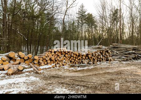 Frisch geschlagener und geernteter Bäume, die in Haufen angeordnet sind. Stockfoto