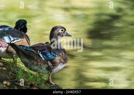 Bunte Zierente auf einem Baum am Teich. Stockfoto