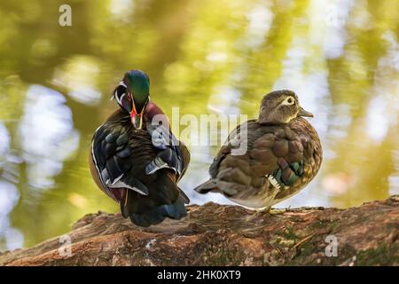 Bunte Zierente auf einem Baum am Teich. Stockfoto