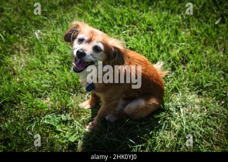 Netter Mischlingshund Stockfoto