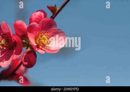 Detail der blühenden Maule-Quitte (Chaenomeles Japonica), dunkelrosa Blüten Stockfoto