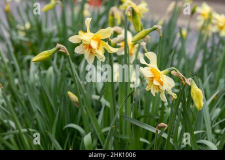 Doppelte Narzisse Pfirsich-Koblerblume Stockfoto