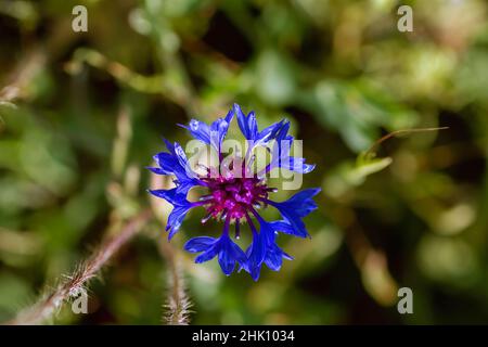 Bachelor's Button (Centaurea cyanus) blau violettblühende Blume Stockfoto