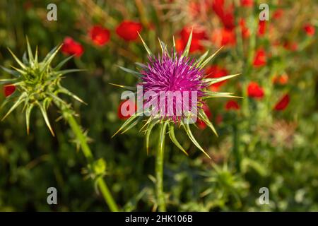 Mariendistel (Silybum marianum) Blütenpulle blüht im Frühjahr, Draufsicht Stockfoto