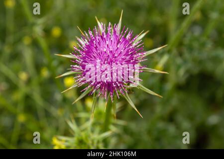 Mariendistel (Silybum marianum) Blütenpulle blüht im Frühjahr, Draufsicht Stockfoto