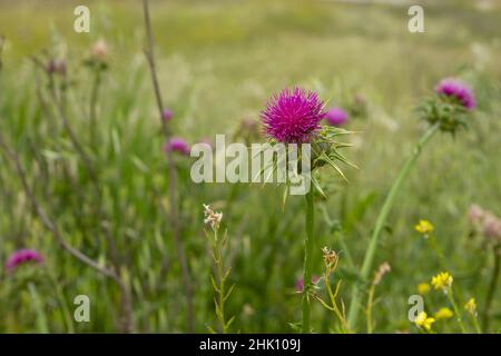 Mariendistel (Silybum marianum)-Puple blüht im Frühjahr Stockfoto