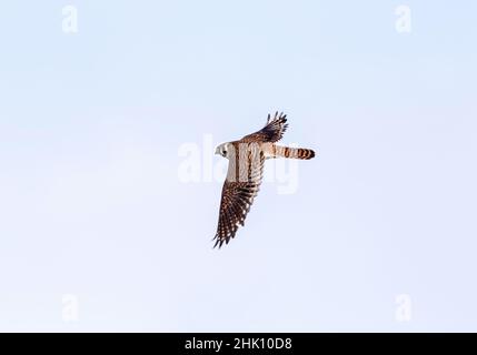 Eine amerikanische Kestrel-Frau, die eine Wende hin und her manövriert und ihr hübsches, karrierte Federmuster zeigt. Stockfoto