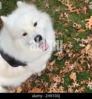 Süßer samoyed Hund Stockfoto