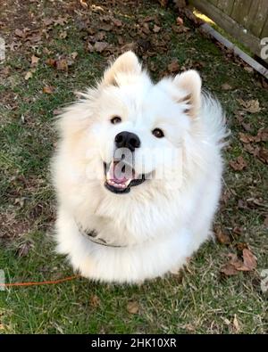 Süßer samoyed Hund Stockfoto
