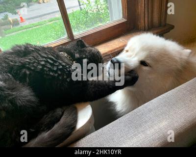 Süßer weißer samoyed Hund und schwarze schottische Falte Katze Stockfoto