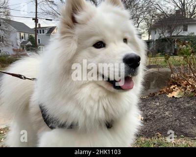 Niedlicher samoyed Hund an der Leine aus nächster Nähe Stockfoto