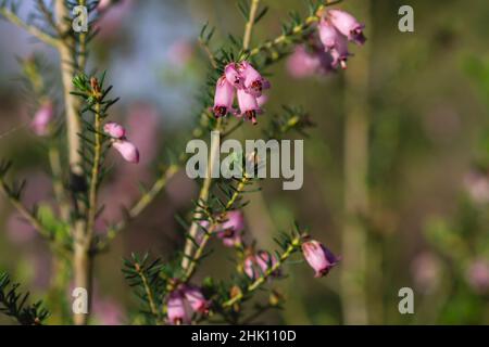 Detail der irischen Heide - Erica Erigenea - rosa Blüten Blüht im Frühling Stockfoto