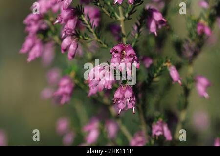 Detail der irischen Heide - Erica Erigenea - rosa Blüten Blüht im Frühling Stockfoto