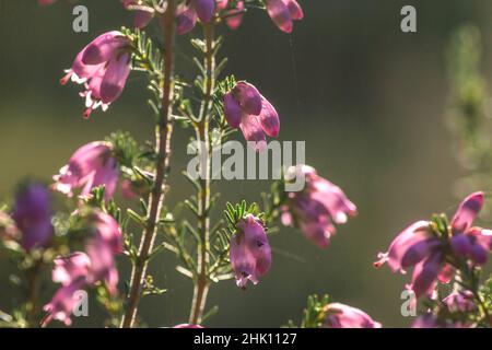 Detail der irischen Heide - Erica Erigenea - rosa Blüten Blüht im Frühling Stockfoto