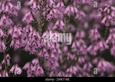 Detail der irischen Heide - Erica Erigenea - rosa Blüten Blüht im Frühling Stockfoto