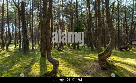 Fabelhafter tanzender Wald auf grünem Moos, beleuchtet von Sonnenstrahlen auf der Kurischen Nehrung, Kaliningrad, Russland. Stämme von Kiefern bedeckt w Stockfoto