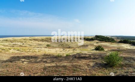 Sanddüne EFA an der Kurischen Nehrung, Ostsee, Kaliningrad, Russland. Seltene Büsche auf einer Sanddüne an einem sonnigen Tag im Sommer. Stockfoto