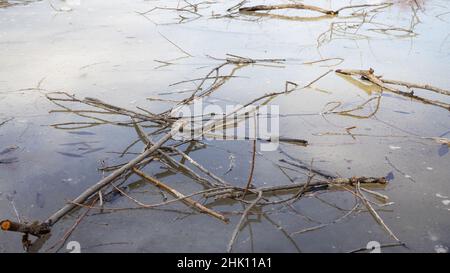 Gefallene oder gebrochene Äste auf dem Eis eines gefrorenen Sees oder Flusses im Frühjahr. Stockfoto