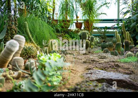 Verschiedene Arten von Wüstenkakteen oder Sukkulenten Pflanzen in einem Gewächshaus oder Garten. Gartenkonzept. Stockfoto