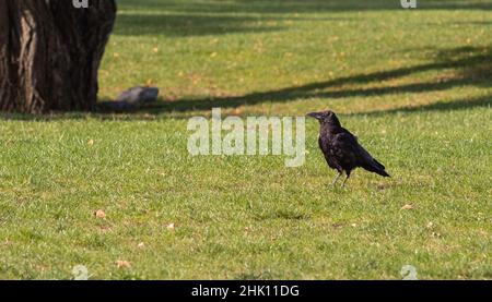 Schwarzer Vogel im Herbstpark. Raven geht auf dem Weg des Stadtgartens. Krähe sucht Nahrung im Herbstpark Stockfoto