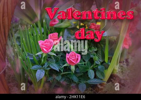 Text VALENTINSTAG auf dem Hintergrund eines Blumenkorbes. Zarte rosa Blüten von Miniaturrosen. Grußkarte zum Valentinstag. Stockfoto