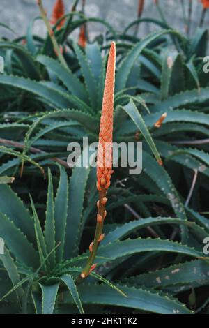 Aloe arborescens winterblühender Blütenstand der Sukulenten Pflanze Stockfoto