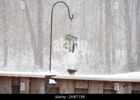 Flaumspecht und ein Weißkehlspatz, der während eines Schneesturms auf Suet füttert Stockfoto