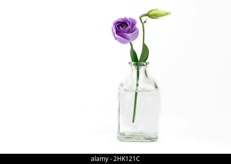 Schöne violette Blüten eustoma in transparenter Vase mit auf weißem Hintergrund mit Kopierraum Stockfoto