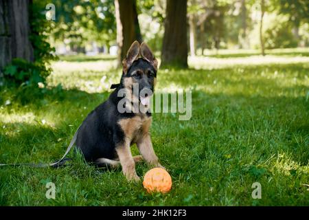 Deutscher Schäferhund mit Kragen auf Gras in der Nähe einer kleinen orangefarbenen Kugel sitzend. Aktiver kleiner reinrassiger Hund, der im Sommer im Stadtpark mit Spielzeug spielt. Stockfoto