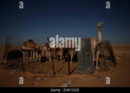 Eine Gruppe von Kamelen, nachts, im Flüchtlingslager Smara Sahrawi in Tindouf, Algerien. Sie werden für Milch und Fleisch verwendet. Stockfoto
