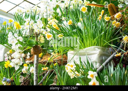 Verschiedene Sorten von Narzissen in einem Gewächshaus. Gartenkonzept. Stockfoto