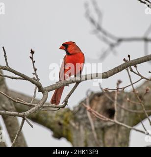 Schöne Nahaufnahme eines Kardinals, der links auf einem Ast sieht.Sie sind auch als Kardinalstropel und Kardinalstrophen bekannt. Stockfoto