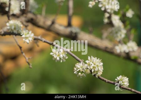 Pflaumenblütenzweig oder Zweig. Das Konzept des Anbaus von Obstbäumen und der Blüte im Frühjahr im Garten. Stockfoto