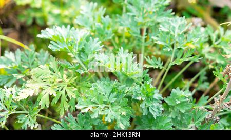 Leuchtend grüner Wermut. Das Konzept des Anbaus von Garten-, Gewürz- und Heilpflanzen. Stockfoto