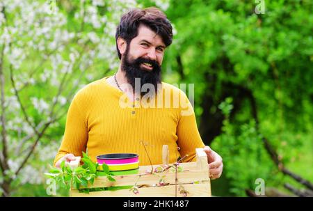 Öko-Farm. Bauer arbeitet im Garten. Gartenarbeit. Bärtiger Gärtner mit Schachtel. Frühjahrsfarmen. Stockfoto