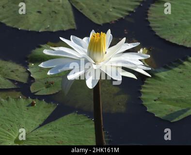 Fliegen auf einer weißen, blühenden Wasserlilie (Nymphaea-Art), die in einem Teich in der Nähe von Kuntaur wächst. Kuntaur, Republik Gambia, Stockfoto