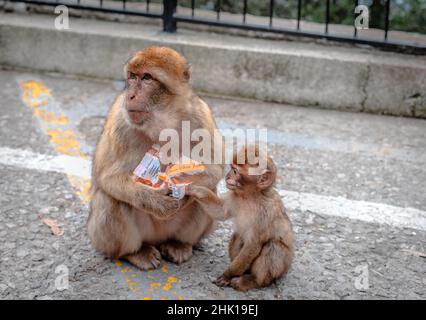 Mutter Barbary Macaque teilt sich mit ihrem kleinen Kind Snacks, die von Touristen gegeben werden. Upper Rock, Gibraltar. Stockfoto