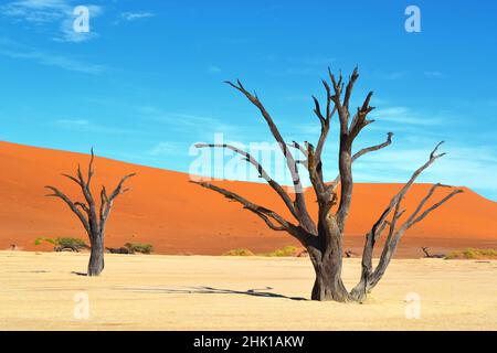 Tote Bäume in trockener Deadvlei-Salzpfanne, Namib Naukluft Park, Namibia, Afrika Stockfoto