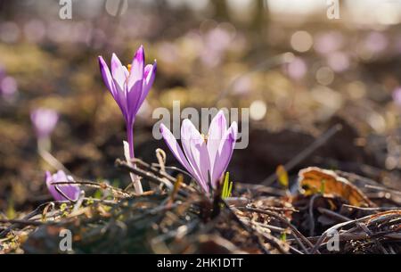 Die Sonne scheint auf der wilden violetten und gelben Irisblume (Crocus heuffelianus verfärbt) Stockfoto