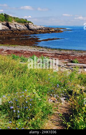 Ein Pfad führt durch eine Wiese voller Wildblumen, während er zum Meer an der Küste von Maine führt Stockfoto