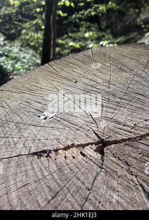 Schnitt auf einem Baumstumpf mit kreisförmigen Jahresringen, rissiger Oberfläche und verschwommenem Hintergrund Stockfoto